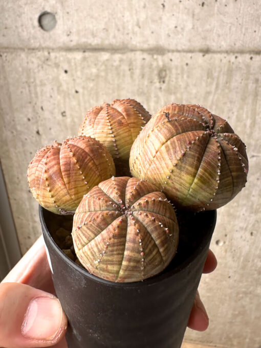 【現品限り】ユーフォルビア・オベサ 多頭【U8】 Euphorbia obesa【植物】塊根植物 夏型 コーデックス - 画像 (3)
