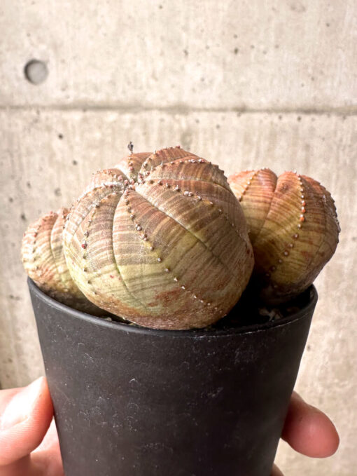 【現品限り】ユーフォルビア・オベサ 多頭【U8】 Euphorbia obesa【植物】塊根植物 夏型 コーデックス - 画像 (4)