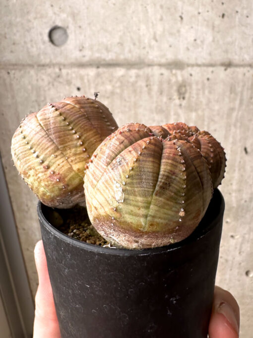 【現品限り】ユーフォルビア・オベサ 多頭【U8】 Euphorbia obesa【植物】塊根植物 夏型 コーデックス - 画像 (5)