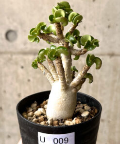 【現品限り】アデニウム・DHA 大株 葉巻 美肌【U9】 Adenium DHA【植物】塊根植物 夏型 コーデックス