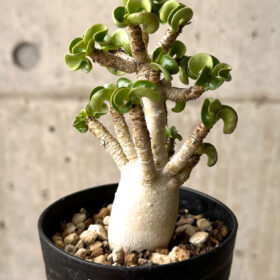 【現品限り】アデニウム・DHA 大株 葉巻 美肌【U9】 Adenium DHA【植物】塊根植物 夏型 コーデックス