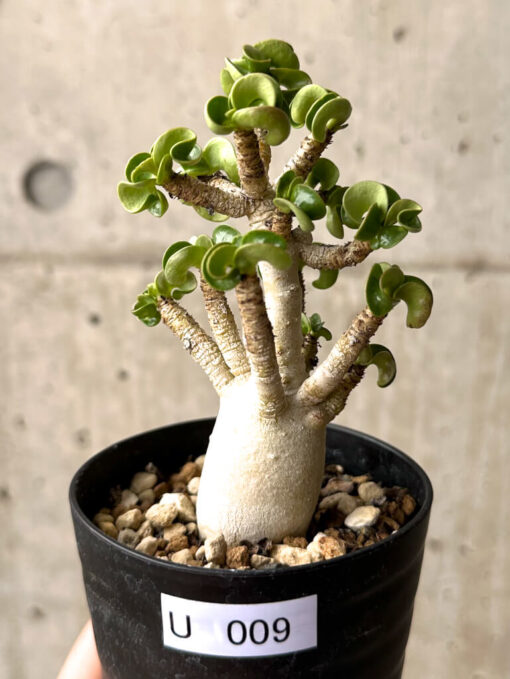 【現品限り】アデニウム・DHA 大株 葉巻 美肌【U9】 Adenium DHA【植物】塊根植物 夏型 コーデックス