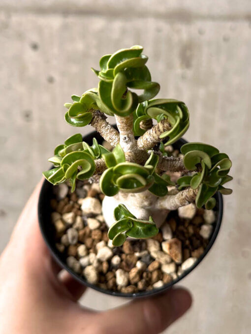 【現品限り】アデニウム・DHA 大株 葉巻 美肌【U9】 Adenium DHA【植物】塊根植物 夏型 コーデックス - 画像 (2)