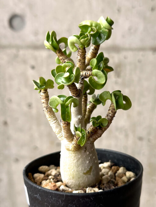 【現品限り】アデニウム・DHA 大株 葉巻 美肌【U9】 Adenium DHA【植物】塊根植物 夏型 コーデックス - 画像 (3)