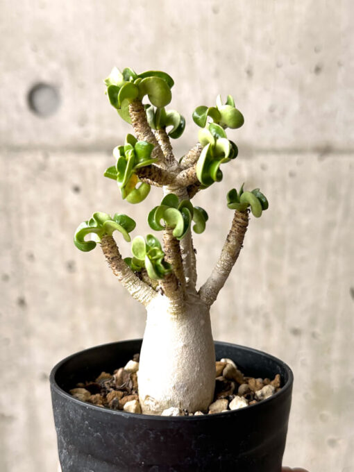 【現品限り】アデニウム・DHA 大株 葉巻 美肌【U9】 Adenium DHA【植物】塊根植物 夏型 コーデックス - 画像 (5)