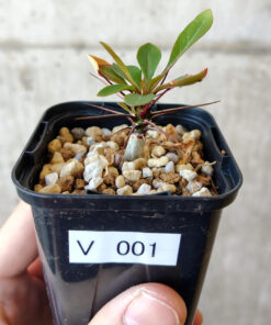 【現品限り】フォークイエリア・ファシクラータ【V1】 Fouquieria fasciculata【植物】塊根植物 夏型 コーデックス