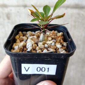 【現品限り】フォークイエリア・ファシクラータ【V1】 Fouquieria fasciculata【植物】塊根植物 夏型 コーデックス