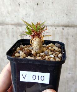 【現品限り】フォークイエリア・プルプシー【V10】 Fouquieria purpusii【植物】塊根植物 夏型 コーデックス