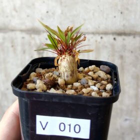 【現品限り】フォークイエリア・プルプシー【V10】 Fouquieria purpusii【植物】塊根植物 夏型 コーデックス