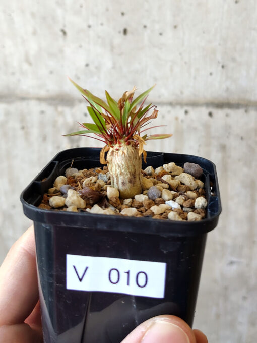 【現品限り】フォークイエリア・プルプシー【V10】 Fouquieria purpusii【植物】塊根植物 夏型 コーデックス