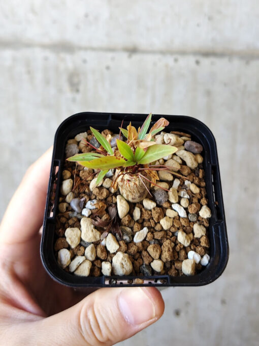 【現品限り】フォークイエリア・プルプシー【V10】 Fouquieria purpusii【植物】塊根植物 夏型 コーデックス - 画像 (2)