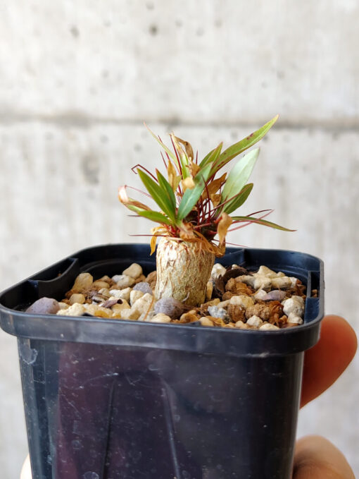 【現品限り】フォークイエリア・プルプシー【V10】 Fouquieria purpusii【植物】塊根植物 夏型 コーデックス - 画像 (3)