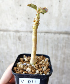 【現品限り】ドルステニア・ジプソフィラ【V11】 Dorstenia gypsophila【植物】塊根植物 夏型 コーデックス