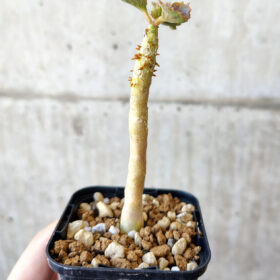 【現品限り】ドルステニア・ジプソフィラ【V11】 Dorstenia gypsophila【植物】塊根植物 夏型 コーデックス