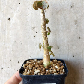 【現品限り】ドルステニア・ジプソフィラ【V13】 Dorstenia gypsophila【植物】塊根植物 夏型 コーデックス
