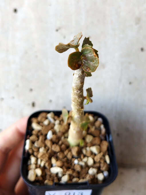 【現品限り】ドルステニア・ジプソフィラ【V13】 Dorstenia gypsophila【植物】塊根植物 夏型 コーデックス - 画像 (2)