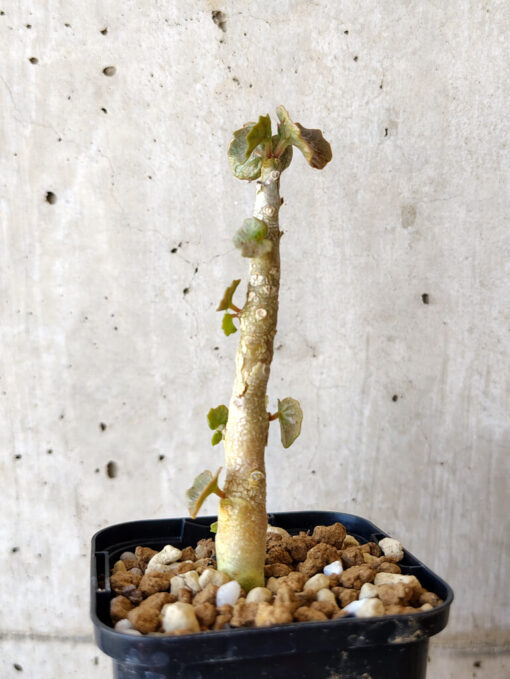 【現品限り】ドルステニア・ジプソフィラ【V13】 Dorstenia gypsophila【植物】塊根植物 夏型 コーデックス - 画像 (3)