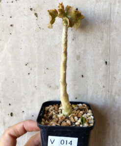 【現品限り】ドルステニア・ジプソフィラ【V14】 Dorstenia gypsophila【植物】塊根植物 夏型 コーデックス