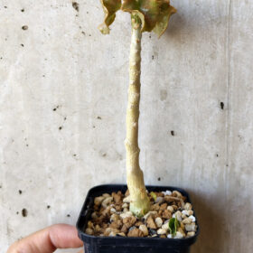 【現品限り】ドルステニア・ジプソフィラ【V14】 Dorstenia gypsophila【植物】塊根植物 夏型 コーデックス