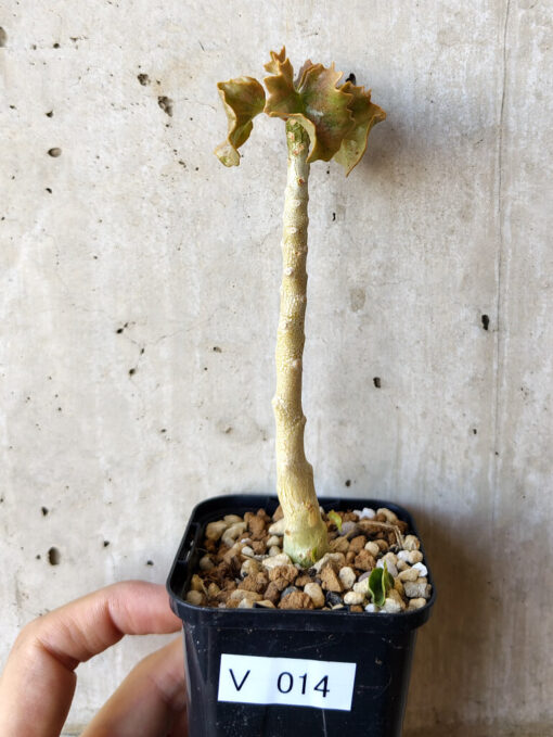 【現品限り】ドルステニア・ジプソフィラ【V14】 Dorstenia gypsophila【植物】塊根植物 夏型 コーデックス