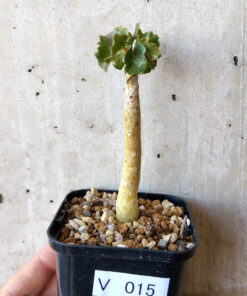 【現品限り】ドルステニア・ジプソフィラ【V15】 Dorstenia gypsophila【植物】塊根植物 夏型 コーデックス