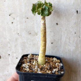 【現品限り】ドルステニア・ジプソフィラ【V15】 Dorstenia gypsophila【植物】塊根植物 夏型 コーデックス