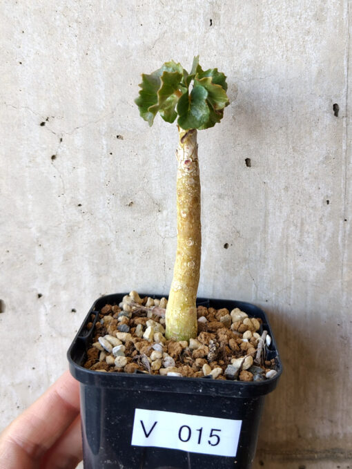 【現品限り】ドルステニア・ジプソフィラ【V15】 Dorstenia gypsophila【植物】塊根植物 夏型 コーデックス