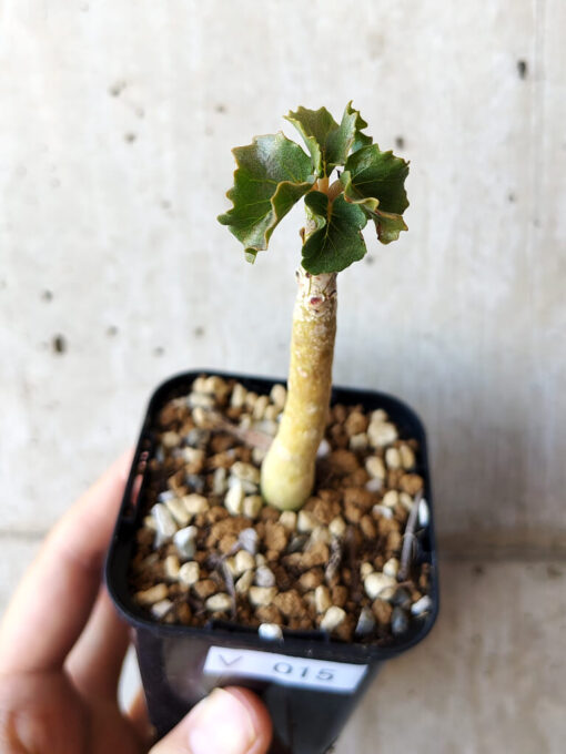 【現品限り】ドルステニア・ジプソフィラ【V15】 Dorstenia gypsophila【植物】塊根植物 夏型 コーデックス - 画像 (2)