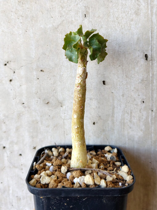 【現品限り】ドルステニア・ジプソフィラ【V15】 Dorstenia gypsophila【植物】塊根植物 夏型 コーデックス - 画像 (3)