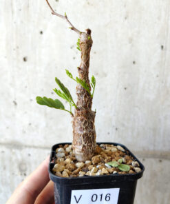 【現品限り】センナ・メリディオナリス 実生【V16】 Senna meridionalis【植物】塊根植物 夏型 コーデックス