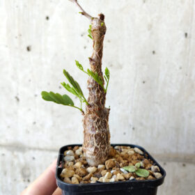 【現品限り】センナ・メリディオナリス 実生【V16】 Senna meridionalis【植物】塊根植物 夏型 コーデックス