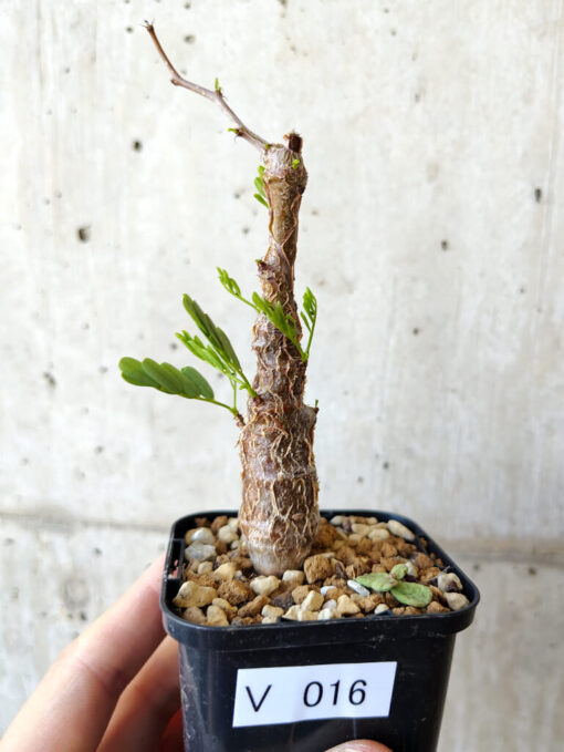 【現品限り】センナ・メリディオナリス 実生【V16】 Senna meridionalis【植物】塊根植物 夏型 コーデックス