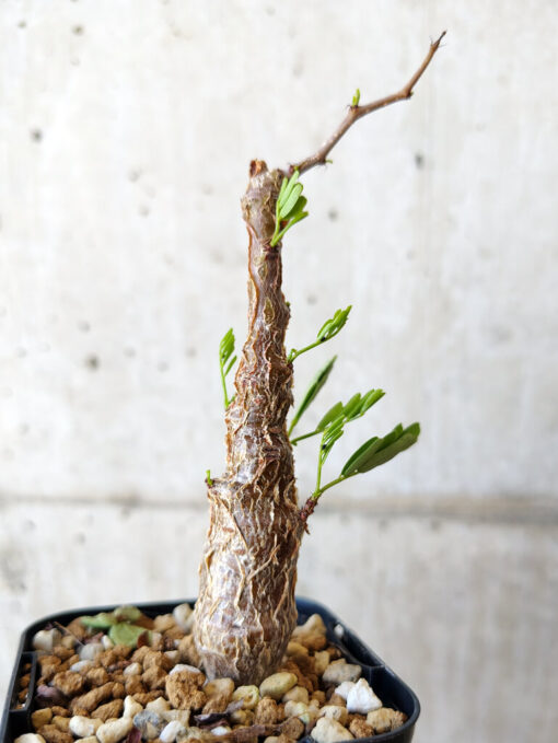 【現品限り】センナ・メリディオナリス 実生【V16】 Senna meridionalis【植物】塊根植物 夏型 コーデックス - 画像 (3)