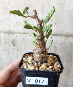 【現品限り】センナ・メリディオナリス 実生【V17】 Senna meridionalis【植物】塊根植物 夏型 コーデックス