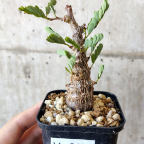 【現品限り】センナ・メリディオナリス 実生【V17】 Senna meridionalis【植物】塊根植物 夏型 コーデックス