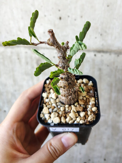 【現品限り】センナ・メリディオナリス 実生【V17】 Senna meridionalis【植物】塊根植物 夏型 コーデックス - 画像 (2)