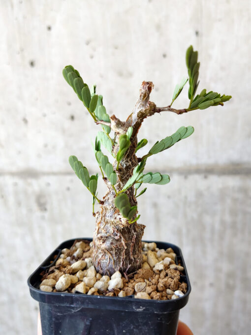 【現品限り】センナ・メリディオナリス 実生【V17】 Senna meridionalis【植物】塊根植物 夏型 コーデックス - 画像 (3)