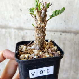 【現品限り】センナ・メリディオナリス 実生【V18】 Senna meridionalis【植物】塊根植物 夏型 コーデックス