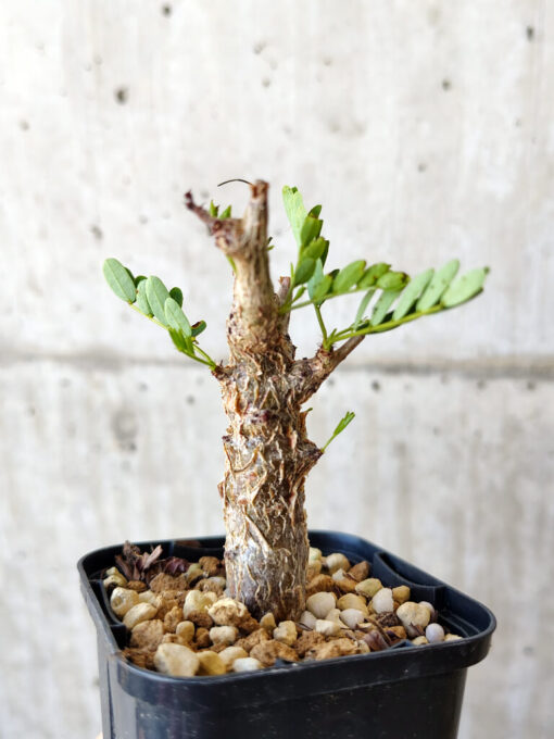 【現品限り】センナ・メリディオナリス 実生【V18】 Senna meridionalis【植物】塊根植物 夏型 コーデックス - 画像 (3)