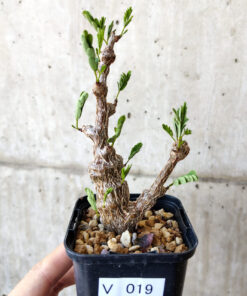 【現品限り】センナ・メリディオナリス 実生【V19】 Senna meridionalis【植物】塊根植物 夏型 コーデックス