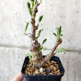 【現品限り】センナ・メリディオナリス 実生【V19】 Senna meridionalis【植物】塊根植物 夏型 コーデックス
