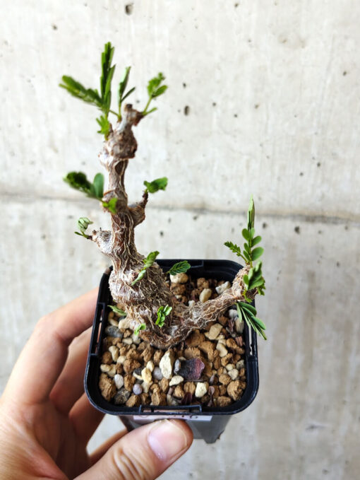 【現品限り】センナ・メリディオナリス 実生【V19】 Senna meridionalis【植物】塊根植物 夏型 コーデックス - 画像 (2)