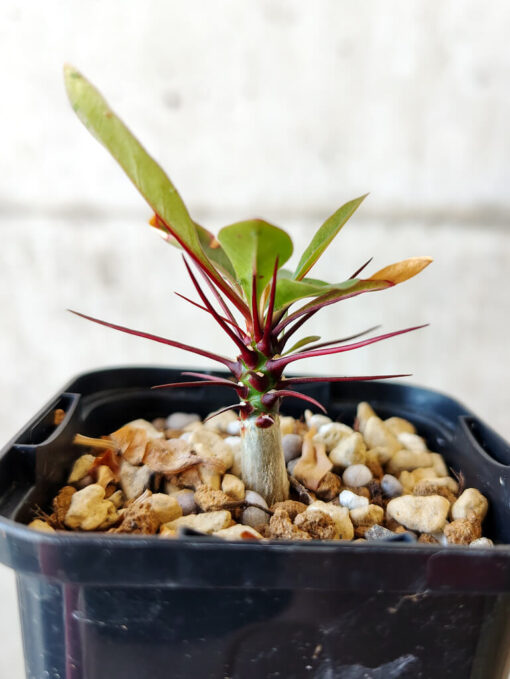 【現品限り】フォークイエリア・ファシクラータ【V1】 Fouquieria fasciculata【植物】塊根植物 夏型 コーデックス - 画像 (3)