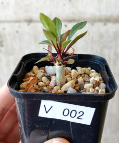 【現品限り】フォークイエリア・ファシクラータ【V2】 Fouquieria fasciculata【植物】塊根植物 夏型 コーデックス