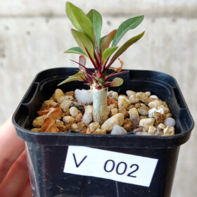 【現品限り】フォークイエリア・ファシクラータ【V2】 Fouquieria fasciculata【植物】塊根植物 夏型 コーデックス