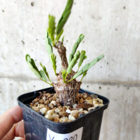 【現品限り】センナ・メリディオナリス 実生【V20】 Senna meridionalis【植物】塊根植物 夏型 コーデックス