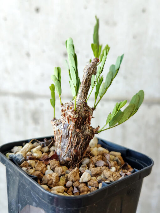 【現品限り】センナ・メリディオナリス 実生【V20】 Senna meridionalis【植物】塊根植物 夏型 コーデックス - 画像 (3)
