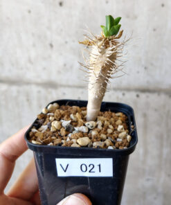 【現品限り】ユーフォルビア・ギラウミニアナ【V21】 Euphorbia guillauminiana【植物】塊根植物 夏型 コーデックス