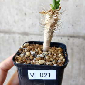【現品限り】ユーフォルビア・ギラウミニアナ【V21】 Euphorbia guillauminiana【植物】塊根植物 夏型 コーデックス