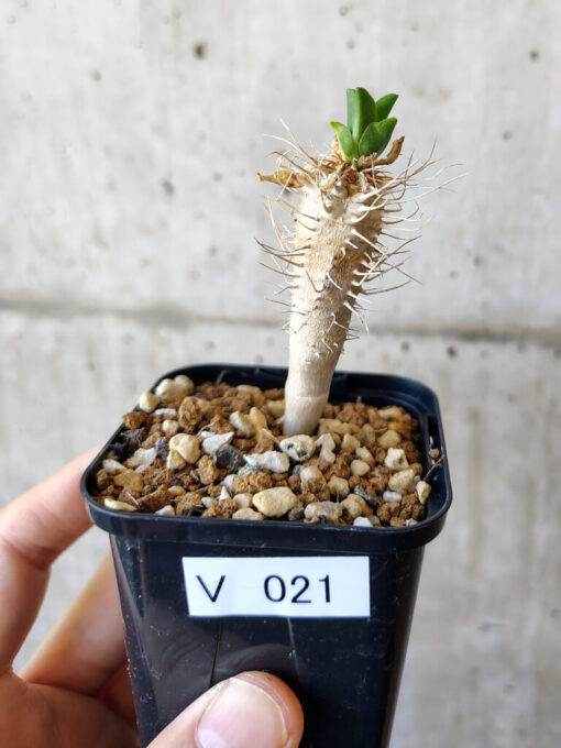 【現品限り】ユーフォルビア・ギラウミニアナ【V21】 Euphorbia guillauminiana【植物】塊根植物 夏型 コーデックス